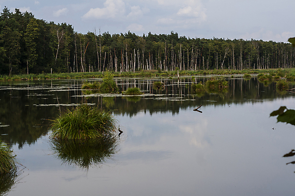 포토 JPG 해외이미지 나무 호수 여행 자연 풍경 사람없음 초록색 물 여름 강 반사 환경 연못 만 황무지 습지 숲 댐 홍수 변소 삼림지대 그리너리 해외202009 해외포토 자연요소 식물 계절 공공시설 컬러 자연재해 생태계 파일형식 트랜드컬러