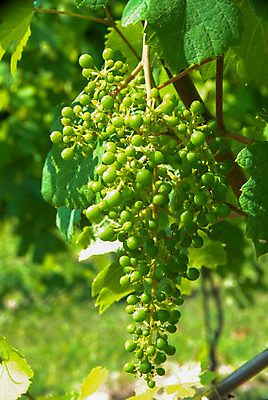 포토 JPG 해외이미지 나무 구름 유럽 여행 밭 농업 자연 하늘 포도 휴가 풍경 사람없음 야외 초록색 여행객 와인 이탈리아 성장 농촌 시골 언덕 조경 포도밭 일렬 포도나무 산기슭 내추럴 양조장 줄서기 해외202009 해외포토 자연요소 식물 나라 산업 컬러 과일 모션 산 주류 사람 과일나무 생태계 파일형식