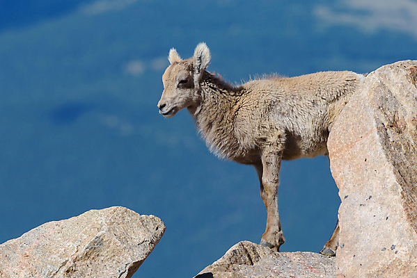 포토 JPG 해외이미지 동물 여자 남자 야생동물 겨울 곡선 포유류 산 털 뿔 사람없음 야외 갈색 힘 가을 게임 흰색 붓 양 거친 황금 군중 바퀴자국 냄새 지역 서식지 양고기 내추럴 램 스카우트 울퉁불퉁 콜로라도 해외202009 해외포토 계절 선 컬러 자국 놀이 육류 사람 미국 파일형식