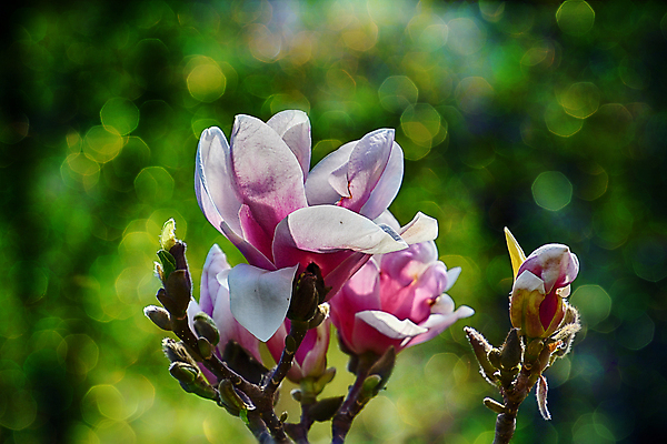 포토 JPG 해외이미지 나무 식물 계절 꽃잎 꽃 자연 사람없음 야외 초록색 태양 정원 봄 흰색 신선 그늘 4월 5월 관목 목련 해외202009 해외포토 자연요소 컬러 날짜 생태계 파일형식