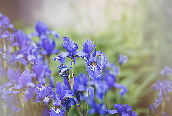 포토 JPG 해외이미지 식물 계절 꽃 백그라운드 날씨 따뜻함 사람없음 파란색 빛 태양 정원 작음 6월 문학 붓꽃 7월 영원 해외202009 해외포토 자연요소 컬러 날짜 크기 파일형식
