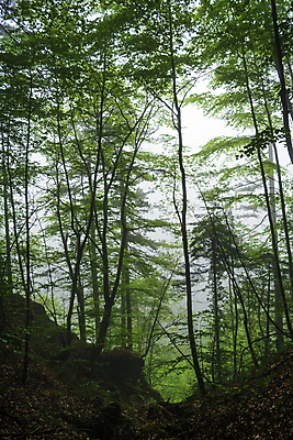 포토 JPG 해외이미지 나무 구름 계절 유럽 길 여행 자연 하늘 휴가 산 풍경 사람없음 야외 목재 컬러풀 햇빛 여행객 안개 시골 숲 지중해 그리스 장면 그리스인 내추럴 강렬 해외202009 해외포토 자연요소 서양인 식물 나라 바다 컬러 재료 날씨 사람 태양 생태계 파일형식