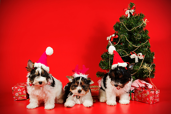 포토 JPG 해외이미지 나무 동물 1 행복 새끼 백그라운드 크리스마스 공 휴가 새로움 털 미소 사람없음 장식 빨간색 반려동물 산타클로스 검은색 거울 흰색 개 달콤 강아지 작음 샴페인 요크셔테리어 테리어 연도 사진사 활 솜털 송곳니 기르기 비버 삼색 해외202009 우호적 해외포토 식물 기념일 감정 컬러 컨셉 포유류 주류 표정 맛 치아 크기 작가 돌봄 파일형식