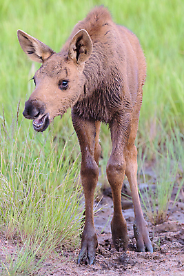 포토 JPG 해외이미지 동물 호수 야생동물 포유류 자연 산 털 종류 사람없음 물 갈색 어둠 코트 종 흰색 소나무 소 습지 숲 위험 큼 시원함 속눈썹 버드나무 황소 코 귀 무거움 주둥이 엘크 콜로라도 벨벳 해외202009 해외포토 자연요소 나무 컬러 컨셉 신체부위 미국 외투 무게 크기 실크 눈썹 생태계 파일형식