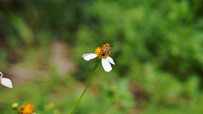 포토 JPG 해외이미지 식물 동물 계절 공원 꽃잎 꽃 곤충 백그라운드 꽃무늬 밭 자연 풍경 초원 사람없음 야외 초록색 여름 농장 노란색 정원 맑음 봄 줄무늬 활발 벚꽃 흰색 전원 시골 닫기 벌레 작음 수분 벌 수집 묘사 데이지 꽃가루 꿀 내추럴 생태학 캐모마일 해외202009 해외포토 공공시설 교육 컬러 컨셉 무늬 농업 모션 날씨 전기에너지 크기 가루 허브 생태계 파일형식