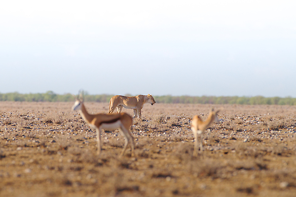 포토 JPG 해외이미지 동물 1 공원 남자 야생동물 포유류 아프리카 자연 풍경 성인 사람없음 가로 운전 게임 사파리 영양 케냐 동쪽 가젤 세렝게티 전국 탄자니아 평야 해외202009 해외포토 공공시설 나라 모션 놀이 사람 방향 생태계 파일형식
