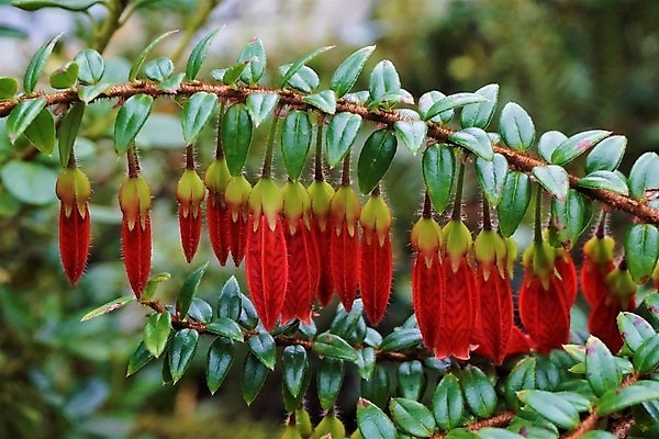 포토 JPG 해외이미지 식물 계절 공원 열매 꽃잎 꽃 아시아 꽃다발 백그라운드 꽃무늬 자연 벽지 사람없음 빨간색 초록색 컬러풀 봄 튤립 성장 벚꽃 신선 개화 관목 묘사 연어 상록수 구성 블러 히말라야 해외202009 해외포토 나무 공공시설 나라 컬러 무늬 어류 생태계 파일형식 산맥