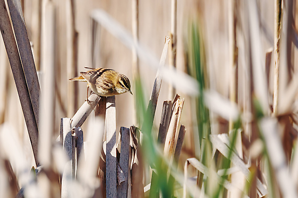 포토 JPG 해외이미지 나무 동물 유럽 야생동물 잎 자연 조류 앉기 사람없음 야외 초록색 컬러풀 노란색 환경 봄 나뭇가지 작음 버드나무 깃털 부리 체코 서식지 공화국 해외202009 해외포토 식물 계절 나라 컬러 모션 크기 생태계 파일형식