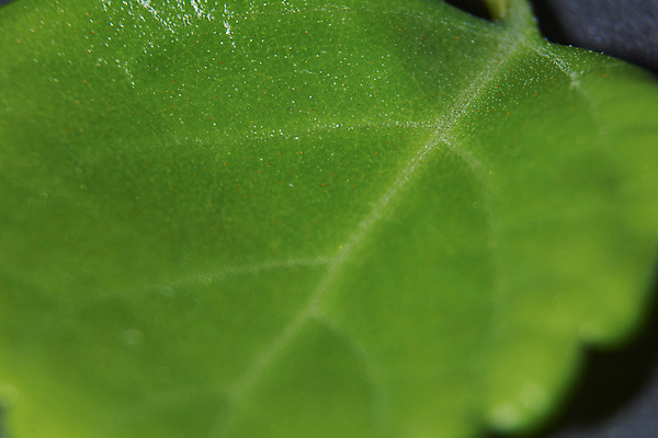 포토 JPG 해외이미지 모양 나무 식물 라이프스타일 디자인 계절 백그라운드 잎 패턴 자연 벽지 건강 사람없음 장식 초록색 빛 약 환경 봄 성장 가을 나뭇가지 신선 투명 허브 묘사 유기농 질감 내추럴 생태학 해외202009 해외포토 웰빙 교육 컬러 무늬 의학 생활 생태계 파일형식