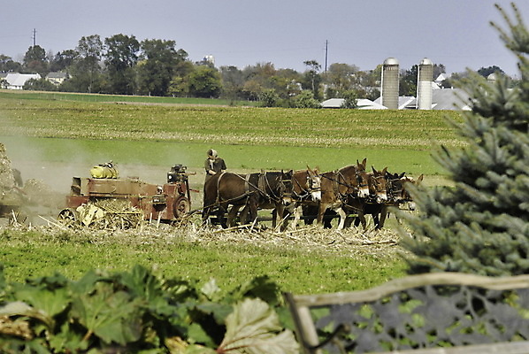 포토 JPG 해외이미지 동물 라이프스타일 여자 남자 여행 밭 농업 가족 하늘 옥수수 사람 풍경 사람없음 여름 농작물 농장 농경지 맑음 흙 장비 수확 가을 시골 아내 업무 작업 볏짚 농부 땅 자르기 구식 로딩 밭일 해외202009 해외포토 직업 계절 산업 관계 모션 날씨 곡류 생활 짚 파일형식