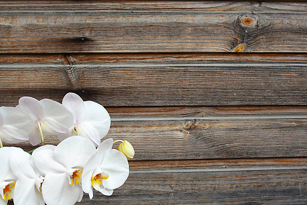 포토 JPG 해외이미지 식물 디자인 꽃잎 꽃 줄기 백그라운드 꽃무늬 자연 사랑 사람없음 목재 장식 노란색 정원 화목 봄 우정 벚꽃 흰색 나뭇가지 신선 난초 재산 우아함 닫기 호접란 이국적 카피스페이스 해외202009 해외포토 나무 계절 감정 컬러 컨셉 무늬 재료 모션 금융 친구 공백 생태계 파일형식