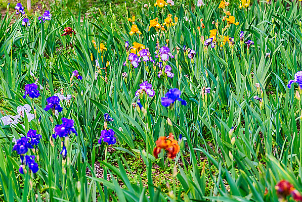 포토 JPG 해외이미지 식물 계절 꽃잎 꽃 줄기 잎 꽃무늬 패턴 자연 사람없음 야외 초록색 파란색 햇빛 머리 정원 보라색 봄 벚꽃 신선 닫기 제비꽃 붓꽃 해외202009 해외포토 컬러 무늬 모션 신체부위 태양 생태계 파일형식