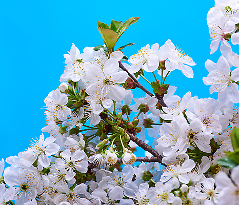 포토 JPG 해외이미지 사람없음 봄 벚꽃 파란배경 해외202009 해외포토 계절 꽃 백그라운드 파란색 파일형식