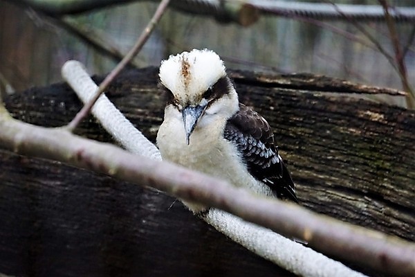 포토 JPG 해외이미지 나무 동물 1 공원 야생동물 백그라운드 자연 조류 하늘 동물원 서기 웃음 사람 앉기 사람없음 야외 파란색 검은색 흰색 호주 깃털 부리 고립 물총새 해외202009 해외포토 식물 공공시설 컬러 모션 표정 오세아니아 생태계 파일형식