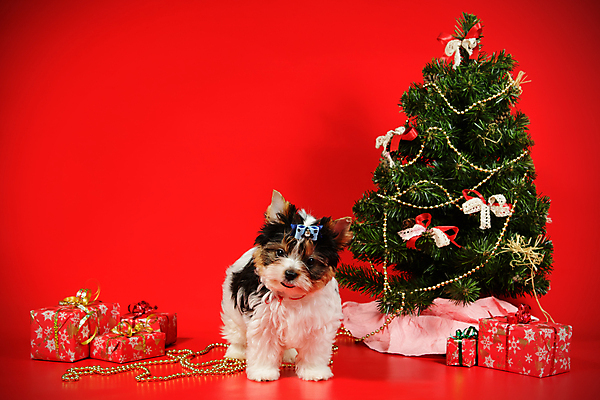 포토 JPG 해외이미지 나무 동물 1 행복 새끼 백그라운드 크리스마스 공 휴가 새로움 털 사람없음 장식 빨간색 반려동물 산타클로스 검은색 거울 흰색 개 달콤 강아지 작음 샴페인 요크셔테리어 테리어 연도 사진사 활 솜털 송곳니 기르기 비버 삼색 해외202009 우호적 해외포토 식물 기념일 감정 컬러 컨셉 포유류 주류 맛 치아 크기 작가 돌봄 파일형식
