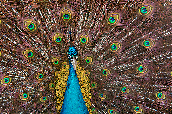 포토 JPG 해외이미지 동물 남자 야생동물 백그라운드 패턴 자연 조류 사람없음 장식 초록색 파란색 컬러풀 머리 활발 펼침 의식 우아함 공작 깃털 묘사 즐거움 질감 꼬리 부리 번짐 보여주기 동물상 터키석 해외202009 해외포토 감정 컬러 컨셉 무늬 모션 사람 신체부위 조형물 보석 생태계 파일형식 효과