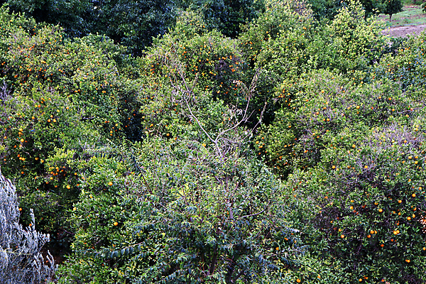 포토 JPG 해외이미지 나무 식물 공원 잎 꽃무늬 자연 사람없음 초록색 정원 성장 신선 숲 이국적 해외202009 해외포토 공공시설 꽃 컬러 무늬 생태계 파일형식