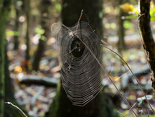 포토 JPG 해외이미지 나무 야생동물 생물 사람없음 목재 햇빛 웹 시골 숲 실크 거미 올가미 삼림지대 서식스 해외202009 해외포토 식물 동물 곤충 인터넷 재료 태양 직물 파일형식