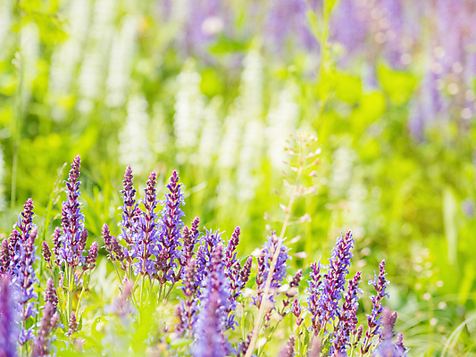 포토 JPG 해외이미지 백그라운드 자연 사람없음 보라색 봄 풀잎 화려 세이지꽃 해외202009 해외포토 계절 꽃 컬러 컨셉 잎 풀_식물 생태계 파일형식