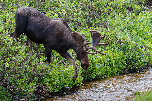 포토 JPG 해외이미지 동물 호수 야생동물 포유류 자연 산 털 종류 사람없음 물 갈색 어둠 코트 종 흰색 소나무 소 습지 군중 숲 위험 큼 시원함 속눈썹 버드나무 황소 코 귀 무거움 주둥이 엘크 콜로라도 벨벳 해외202009 해외포토 자연요소 나무 컬러 컨셉 사람 신체부위 미국 외투 무게 크기 실크 눈썹 생태계 파일형식
