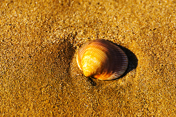 포토 JPG 해외이미지 무료이미지 디자인 모래 파도 바다 섬 여행 백그라운드 패턴 휴가 조개 휴식 풍경 해변 사람없음 야외 물 여름 파란색 햇빛 태양 맑음 거품 껍질 전원 황금 소라 휴양지 질감 내추럴 이국적 특별함 파라다이스 카피스페이스 해외202009 해외202105 해외포토 자연요소 계절 컬러 컨셉 무늬 날씨 어패류 공백 장소 전기에너지 파일형식