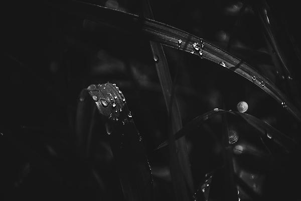 포토 JPG 해외이미지 식물 계절 백그라운드 날씨 사람없음 초록색 여름 빛 태양 물방울 신선 뜨거움 원형 질감 폭풍 찌르기 8월 7월 내추럴 해외202009 해외포토 자연요소 도형 컬러 모션 날짜 파일형식