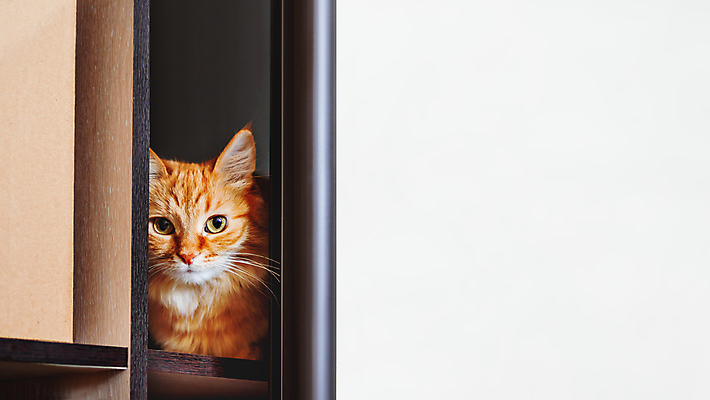 포토 JPG 해외이미지 동물 배너 응시 시선 얼굴 백그라운드 포유류 선반 수염 주택 사람없음 빨간색 반려동물 고양이 호기심 솜털 생강 숨김 카피스페이스 안락 해외202009 해외포토 감정 컬러 가구 컨셉 채소 건물 신체부위 공백 파일형식