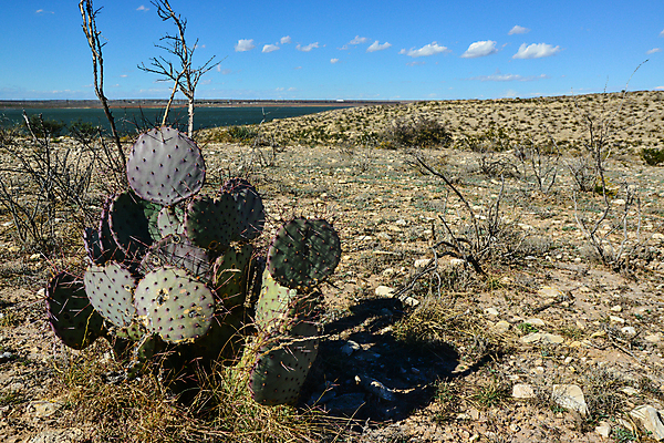 포토 JPG 해외이미지 식물 공원 꽃 백그라운드 꽃무늬 자연 날씨 선인장 건조 사람없음 초록색 컬러풀 정원 보라색 검은색 사막 성장 뜨거움 냄비 척추 묘사 식물원 내추럴 전국 해외202009 해외포토 공공시설 컬러 무늬 뼈 솥 생태계 파일형식