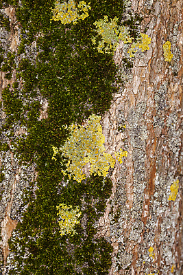 포토 JPG 해외이미지 나무 식물 공원 조각 백그라운드 패턴 자연 벽지 추상 프레임 함께함 이끼 풍경 사람없음 야외 목재 초록색 컬러풀 갈색 노란색 냉동 수확 신선 소나무 묘사 질감 A 나무껍질 안심 자작나무 내추럴 수목 옛날 해외202009 해외포토 알파벳 공공시설 컬러 컨셉 무늬 농업 재료 육류 껍질 생태계 파일형식