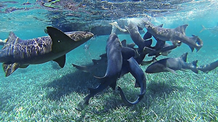 포토 JPG 해외이미지 동물 야생동물 스포츠 바다 여행 백그라운드 자연 어류 사람없음 야외 물 파란색 바닷속 수중 수영 간호사 다이빙 상어 암초 깊이 해외202009 해외포토 자연요소 컬러 수중동물 의료진 수상스포츠 생태계 수중스포츠 파일형식