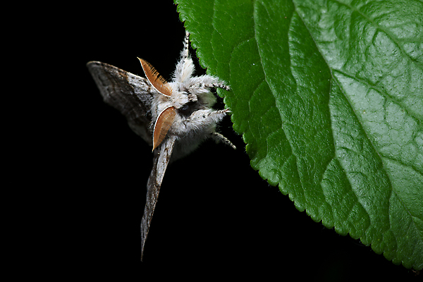 포토 JPG 해외이미지 남자 곤충 잎 날개 매달리기 사람없음 줄무늬 야간 솜털 나방 해외202009 해외포토 자연요소 식물 동물 무늬 모션 사람 파일형식