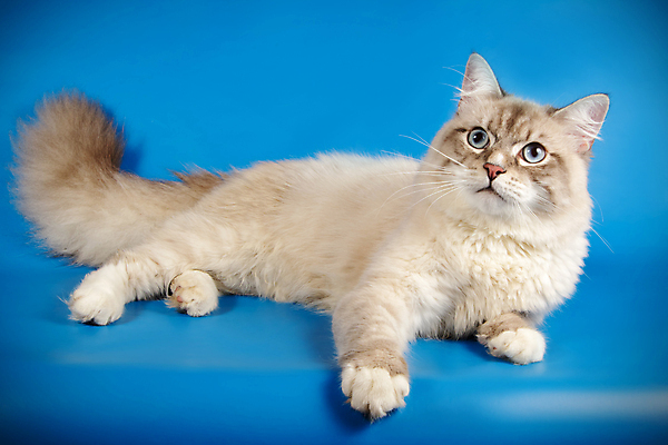 포토 JPG 해외이미지 한마리 사람없음 파란색 반려동물 고양이 해외202009 네바마스커레이드 해외포토 동물 1 컬러 포유류 파일형식