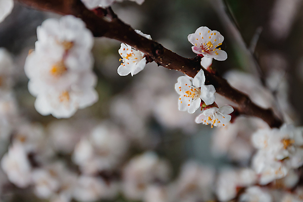 포토 JPG 해외이미지 무료이미지 계절 선 꽃무늬 휴가 불꽃 친절 프레임 따뜻함 사람없음 가로 빛 평화 화목 고요 활발 축하 신생아 황금 기모노 자르기 빗방울 엽서 윤곽 부드러움 공상 마법 광 정중 처음 국경 접근 해외202009 해외202105 해외포토 꽃 컨셉 무늬 모션 불 아기 감각 비_날씨 일본전통의상 편지 파일형식 무료콘텐츠