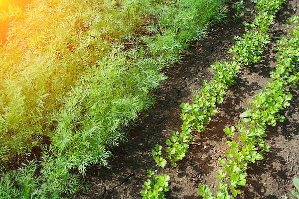 포토 JPG 해외이미지 식물 계절 꽃 음식 백그라운드 잎 꽃무늬 밭 농업 채소 자연 파슬리 건강 사람없음 초록색 여름 컬러풀 농장 정원 봄 수확 흰색 신선 그룹 시장 닫기 달콤 허브 향신료 유기농 원예 내추럴 뒤뜰 딜 채식주의자 해외202009 해외포토 웰빙 산업 컬러 무늬 모션 취미 맛 생태계 채식 향미료 파일형식