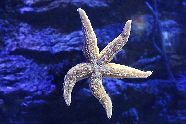 포토 JPG 해외이미지 무료이미지 아시아 야생동물 모래 바다 섬 여행 백그라운드 자연 휴가 불가사리 사람없음 야외 물 여름 파란색 빛 컬러풀 수중 베트남 내추럴 해외202009 해외202105 해외포토 자연요소 동물 계절 나라 컬러 극피동물 동남아시아 생태계 파일형식 무료콘텐츠