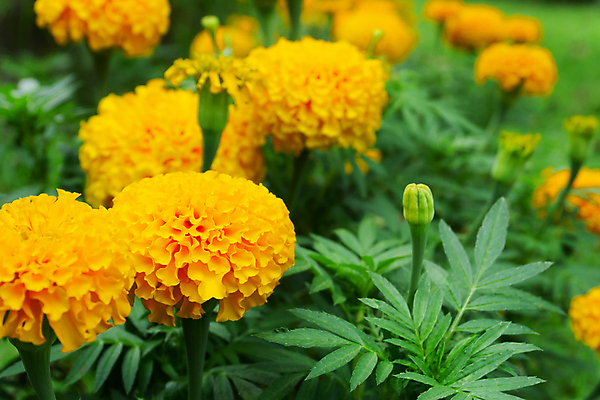 포토 JPG 해외이미지 식물 계절 꽃잎 꽃 결혼 백그라운드 잎 꽃무늬 오렌지 자연 사람없음 장식 초록색 여름 컬러풀 노란색 봄 활발 벚꽃 신선 그룹 황금 큼 다발 원예 내추럴 해외202009 해외포토 컬러 컨셉 무늬 과일 이벤트 취미 크기 생태계 파일형식