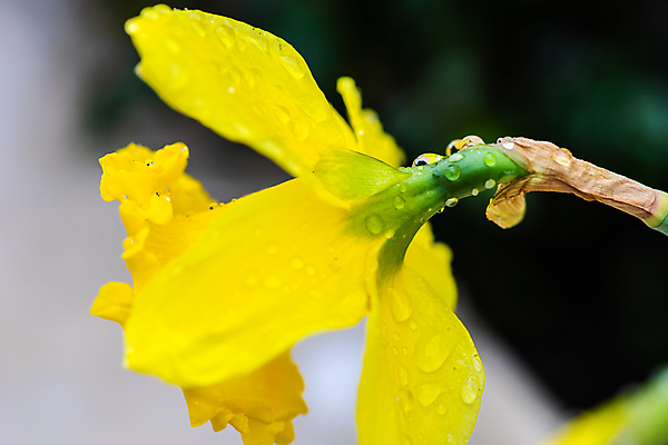 포토 JPG 해외이미지 주간 꽃 근접촬영 사람없음 야외 아웃포커스 물방울 수선화 해외포토 자연요소 식물 뷰포인트 촬영기법 파일형식