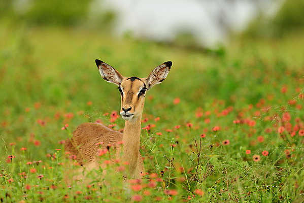 포토 JPG 해외이미지 동물 야생동물 포유류 가족 아프리카 자연 엄마 동물원 초원 사람없음 아기 신생아 영양 내추럴 송아지 나미비아 남아프리카 동물상 사바나 앙골라 많음 해외202009 해외포토 나라 새끼 컨셉 관계 사람 조형물 소 생태계 파일형식