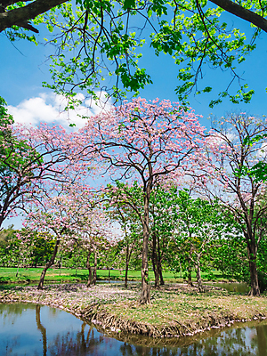 포토 JPG 해외이미지 주간 나무 공원 호수 태국 자연 하늘 풍경 사람없음 야외 물 반사 봄 낭만 벚꽃 방콕 해외202009 해외포토 자연요소 식물 계절 공공시설 꽃 아시아 컨셉 생태계 파일형식