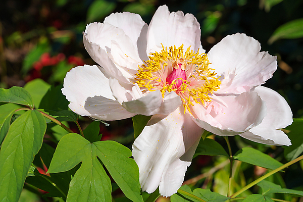 포토 JPG 해외이미지 식물 계절 공원 꽃잎 꽃 잎 꽃무늬 자연 사람없음 야외 여름 환경 정원 봄 성장 벚꽃 신선 개화 닫기 관목 생태계 원예 화단 내추럴 영원 작약 해외202009 해외포토 나무 공공시설 무늬 모션 취미 파일형식