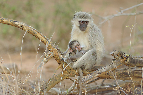 포토 JPG 해외이미지 동물 라이프스타일 얼굴 야생동물 가족 국립공원 초원 사람없음 야외 갈색 걷기 회색 원숭이 숲 청소 사파리 유인원 동쪽 몸단장 내추럴 세렝게티 앞머리 탄자니아 혼자 해외202009 해외포토 헤어스타일 공원 컬러 포유류 관계 모션 아프리카 생활 신체부위 방향 파일형식