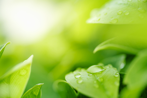 포토 JPG 해외이미지 나무 식물 계절 백그라운드 컨셉 잎 패턴 자연 벽지 추상 잔디 사람없음 초록색 빛 컬러풀 햇빛 태양 우주 환경 정원 맑음 봄 성장 신선 숲 질감 보케 부드러움 내추럴 블러 생태학 카피스페이스 그리너리 효과 해외202009 해외포토 자연요소 교육 컬러 무늬 날씨 공백 감각 생태계 파일형식 트랜드컬러