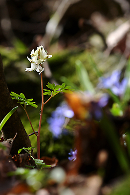 포토 JPG 해외이미지 식물 꽃 행복 꽃다발 결혼 꽃무늬 패턴 자연 벽지 휴가 발렌타인데이 선물 사랑 옥수수 사람없음 초록색 머리 정원 수확 흰색 신선 신용카드 숲 다발 오브젝트 질감 다람쥐 내추럴 2월 고립 해외202009 해외포토 감정 컬러 무늬 농업 데이이벤트 곡류 이벤트 신체부위 금융 날짜 설치류 생태계 파일형식