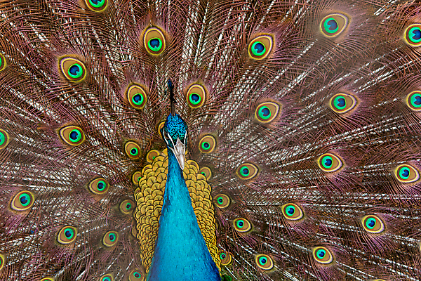 포토 JPG 해외이미지 동물 남자 야생동물 백그라운드 패턴 날개 자연 조류 사람없음 장식 초록색 파란색 컬러풀 머리 활발 펼침 의식 우아함 공작 깃털 묘사 즐거움 질감 꼬리 부리 번짐 보여주기 동물상 터키석 해외202009 해외포토 감정 컬러 컨셉 무늬 모션 사람 신체부위 조형물 보석 생태계 파일형식 효과