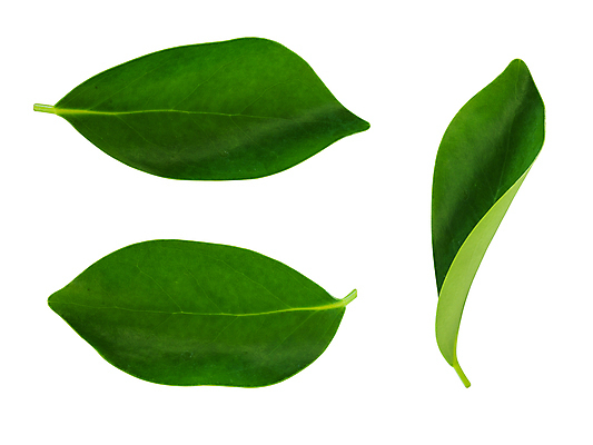 포토 JPG 해외이미지 나무 식물 백그라운드 잎 오렌지 자연 사람없음 초록색 여름 세트 정원 봄 흰색 나뭇가지 신선 차 수집 오브젝트 유기농 질감 내추럴 고립 엘리먼트 해외202009 해외포토 웰빙 계절 음료 컬러 과일 생태계 파일형식