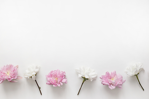 포토 JPG 해외이미지 디자인 꽃잎 꽃 분홍색 결혼 백그라운드 잎 꽃무늬 패턴 자연 결혼식 국화 발렌타인데이 종류 3 사랑 미술 사람없음 장식 정원 여러개 봄 낭만 벚꽃 흰색 축하 플랫 정상 다발 배열 머리위 위치 고립 줄서기 파스텔톤 해외202009 해외포토 식물 계절 감정 컬러 다수 컨셉 무늬 모션 데이이벤트 문화예술 이벤트 생태계 파일형식