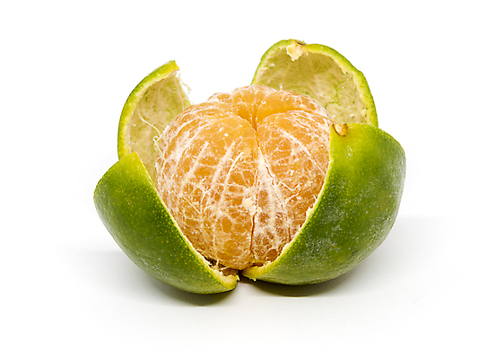 포토 JPG 해외이미지 음식 조각 백그라운드 다이어트 오렌지 과일 부분 자연 귤 씨앗 사람없음 초록색 노란색 껍질 흰색 신선 원형 자르기 먹기 피부 묘사 오브젝트 유기농 날것 내추럴 고립 숙성 이국적 채식주의자 해외202009 해외포토 도형 식물 웰빙 컬러 모션 건강 신체부위 생태계 채식 파일형식