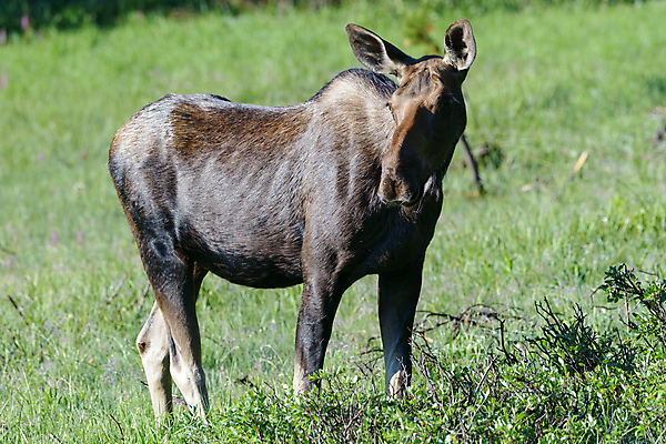 포토 JPG 해외이미지 동물 호수 야생동물 포유류 자연 산 털 종류 사람없음 물 갈색 어둠 코트 종 흰색 소나무 소 습지 군중 숲 위험 큼 시원함 속눈썹 버드나무 황소 코 귀 무거움 주둥이 엘크 콜로라도 벨벳 해외202009 해외포토 자연요소 나무 컬러 컨셉 사람 신체부위 미국 외투 무게 크기 실크 눈썹 생태계 파일형식