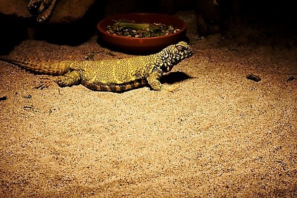 포토 JPG 해외이미지 동물 1 남자 야생동물 파충류 자연 초식동물 독일 동물원 이집트 종류 사람없음 초록색 반려동물 노란색 검은색 사막 화려 가시 도마뱀 아라비아 멸종 사우디아라비아 고립 동물상 이스라엘 초식 해외202009 해외포토 유럽 컬러 컨셉 중동 아프리카 사람 조형물 생태계 서아시아 파일형식