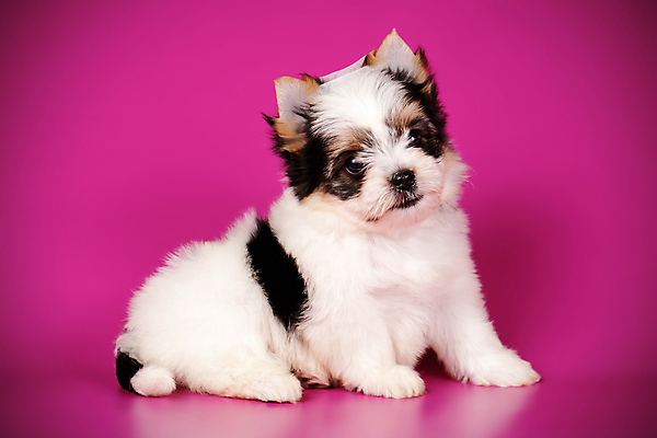 포토 JPG 해외이미지 동물 1 행복 새끼 백그라운드 새로움 털 사람없음 빨간색 반려동물 검은색 거울 흰색 개 달콤 강아지 작음 요크셔테리어 테리어 활 솜털 송곳니 기르기 비버 삼색 해외202009 우호적 해외포토 감정 컬러 컨셉 포유류 맛 치아 크기 돌봄 파일형식